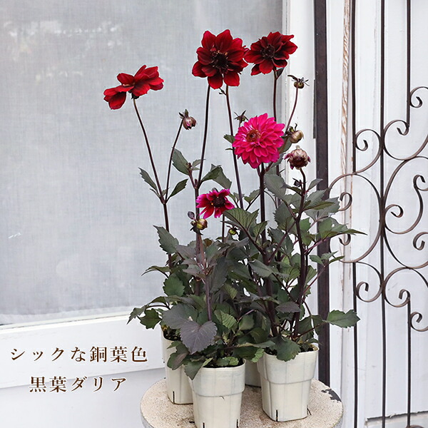 楽天市場】予約販売 ダリア 苗 銅葉ぷちダリア さくらパール 10.5cm