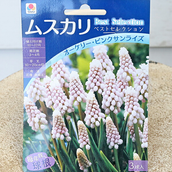 楽天市場】ムスカリ アズレウム 球根 5球入り : 千草園芸