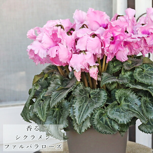 ゆう様♪バラ咲きデンマークカクタス 日本花キ流通 バラ咲き デンマークカクタス ホワイトローズ 5号鉢 送料