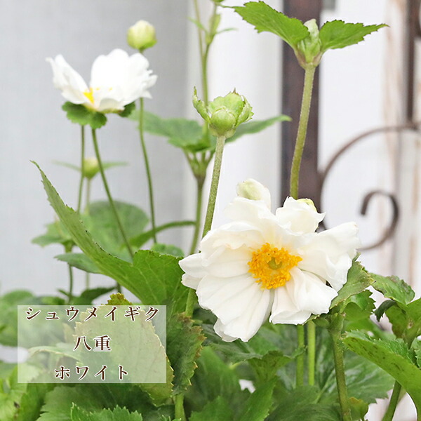 秋明菊苗 imgrc0107284757.jpg