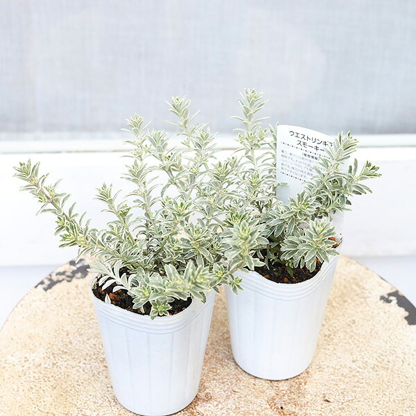 斑入り ウエストリンギア スモーキーホワイト3 斑入りウエストリンギア