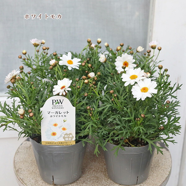 楽天市場】マーガレット ムーンライト 3号 花芽付 ポット苗 宿根草 色