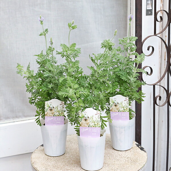 楽天市場】レースラベンダー ゆづき ハーブ 花苗 水色の花が魅力の珍