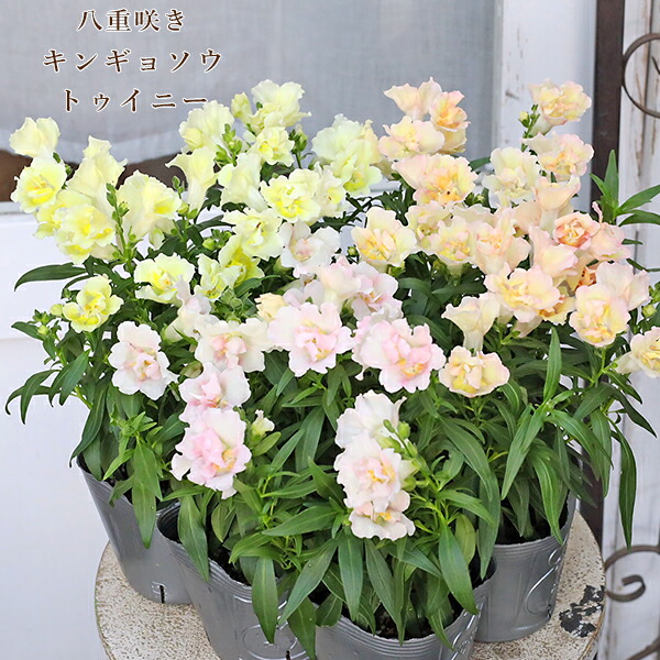 楽天市場】日本トキソウ ピンク花 3.5号（g2） : 千草園芸