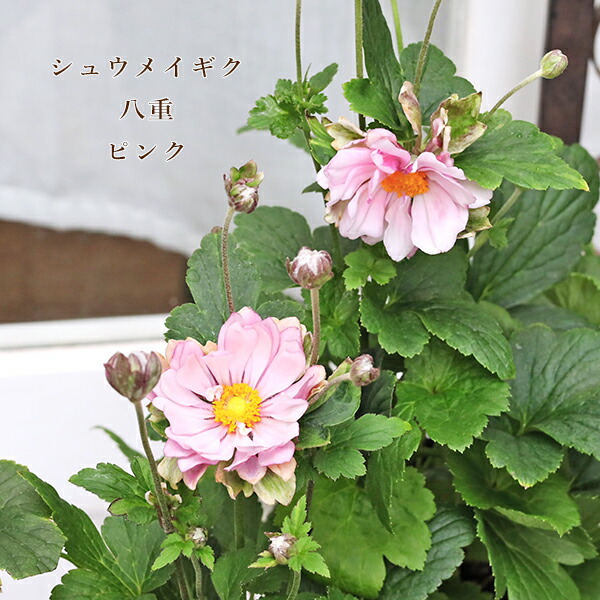 信州産　秋明菊桃色・白　joy様　ご確認用です♪ 楽天市場】秋明菊（シュウメイギク） モモイロブーケ 3.5号 : 千草園芸