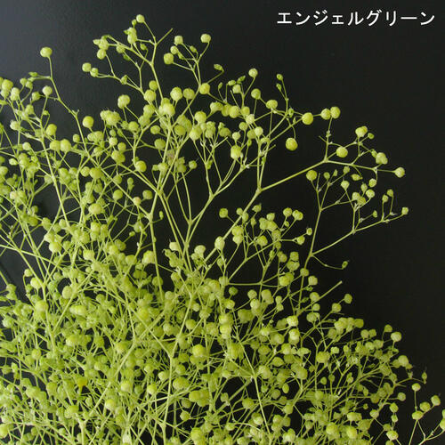 かすみ草 2bn524.jpg