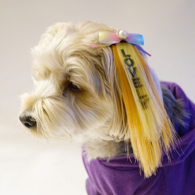 犬 エクステ 大型犬 中型犬 春 かわいい 国産 おもしろ 秋 小型犬 冬 エクステリボン 夏