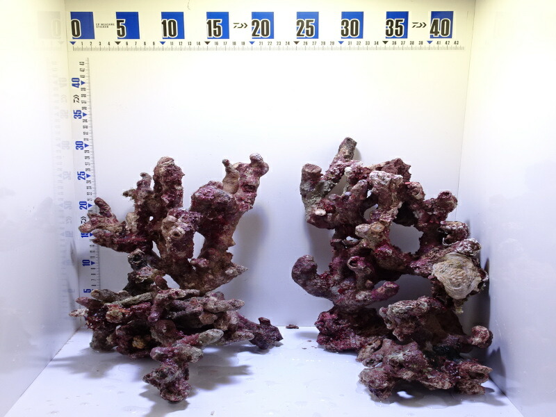 楽天市場】極上枝ライブロック 1キロ の価格!【ライブロック