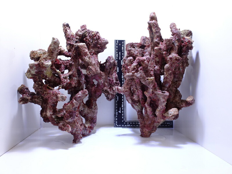 楽天市場】バクテリアがつけばもう ライブロック！ORCA OCEAN ROCK