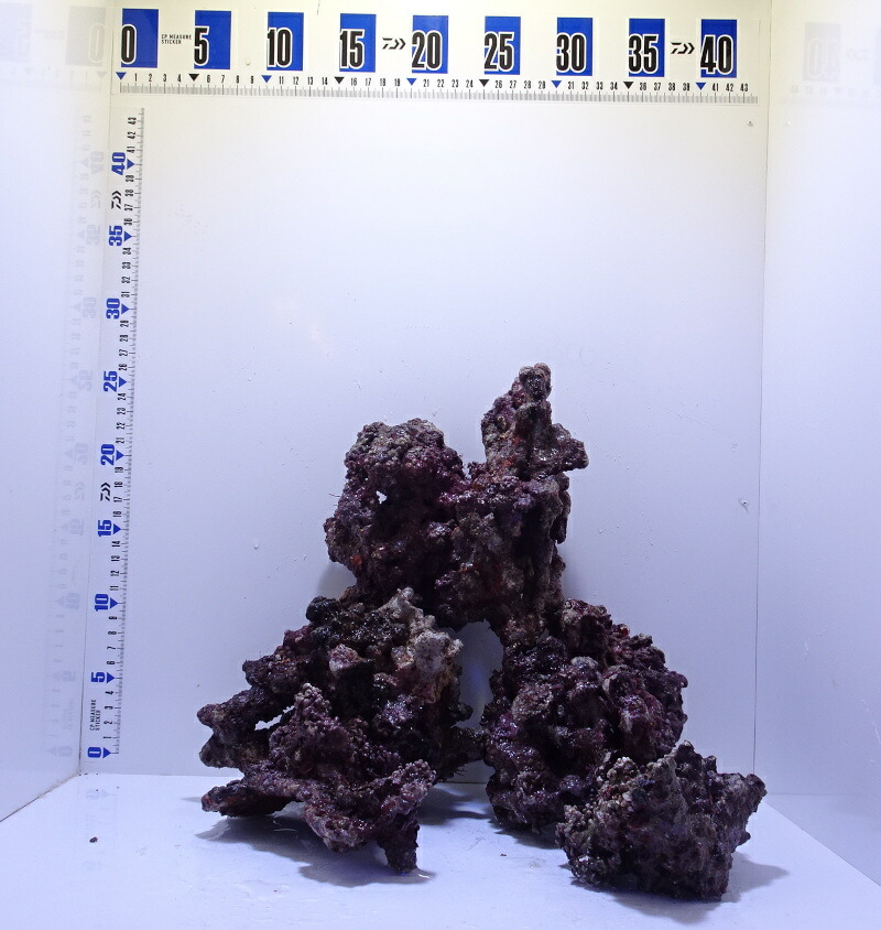 楽天市場】ライブロック枝状 S～Mサイズ 3kgセット (※画像はサンプルに