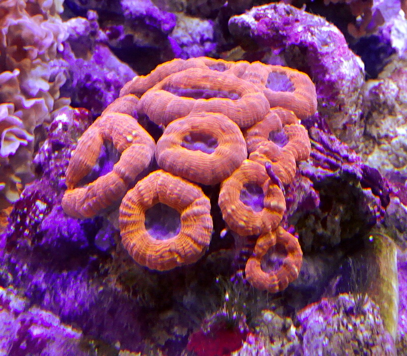 楽天市場】【サンゴ】 コモンサンゴ ウスコモンサンゴ レッド カット