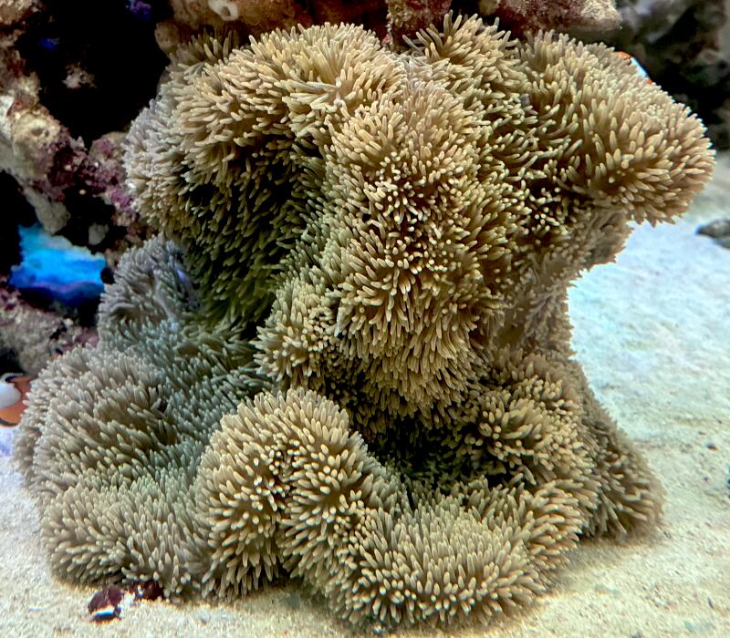 待望の沖縄産!! ハタゴイソギンチャク グリーン No2 28~35cm※北海道・中国・四国・九州・沖縄・離島は販売出来かねます|スプラッシュ店