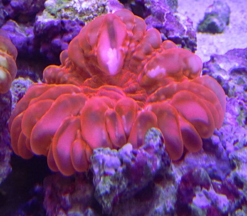 楽天市場】【サンゴ】 コモンサンゴ ウスコモンサンゴ レッド カット