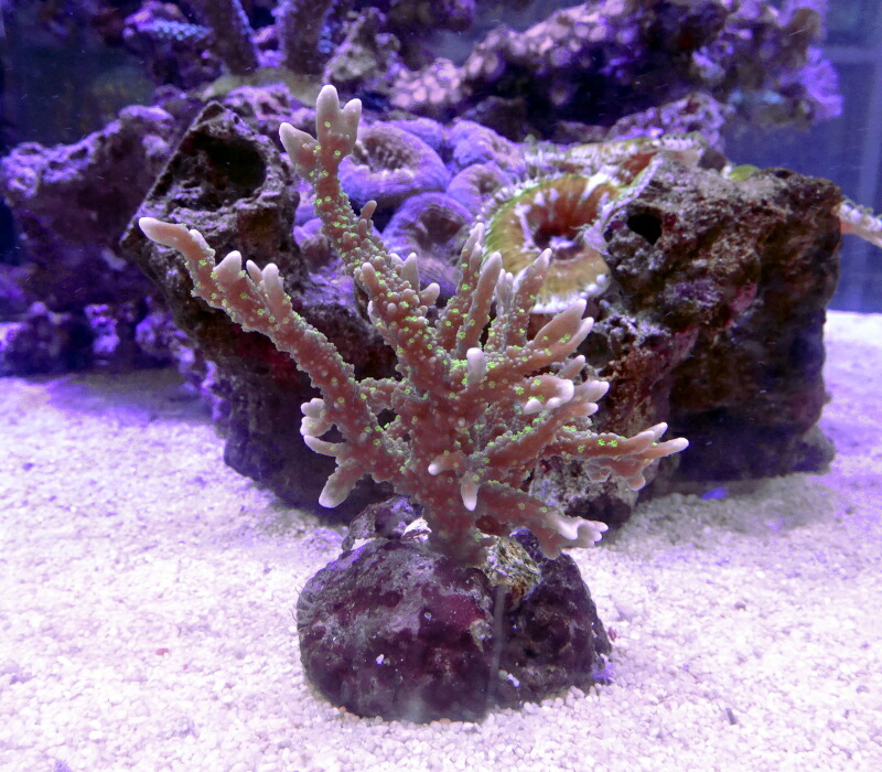 楽天市場】【サンゴ】 コモンサンゴ ウスコモンサンゴ レッド カット