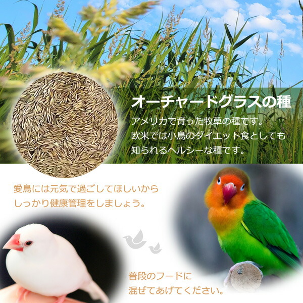 市場 無添加 オーチャードグラスの種 鳥の餌 小鳥 100g