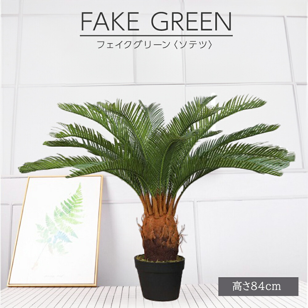 みごとなソテツ　8号　50センチ　現品 楽天市場】観葉植物：ミニソテツ／XS : 遊恵盆栽 楽天市場店