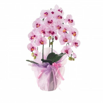 着後レビューで 16 Co 1l ガーデニング 関連 Diy おしゃれ ミニ胡蝶蘭ラベンダー 33 259 おすすめ 送料無料 花 観葉植物