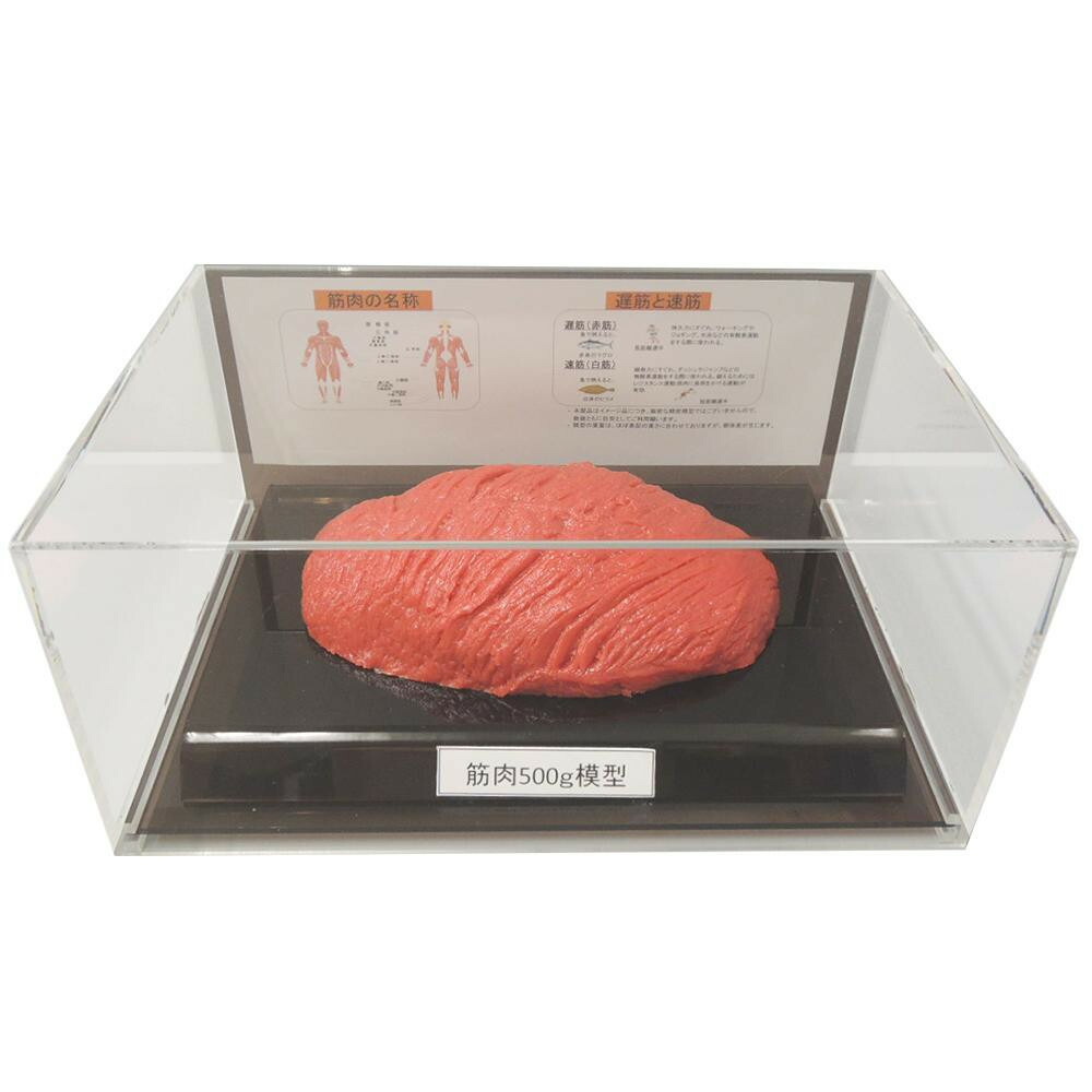 プレゼント オススメ 父 母 日用品 筋肉模型フィギュアケース入 500g IP-985 送料無料 お返し 贈答品 28,128円