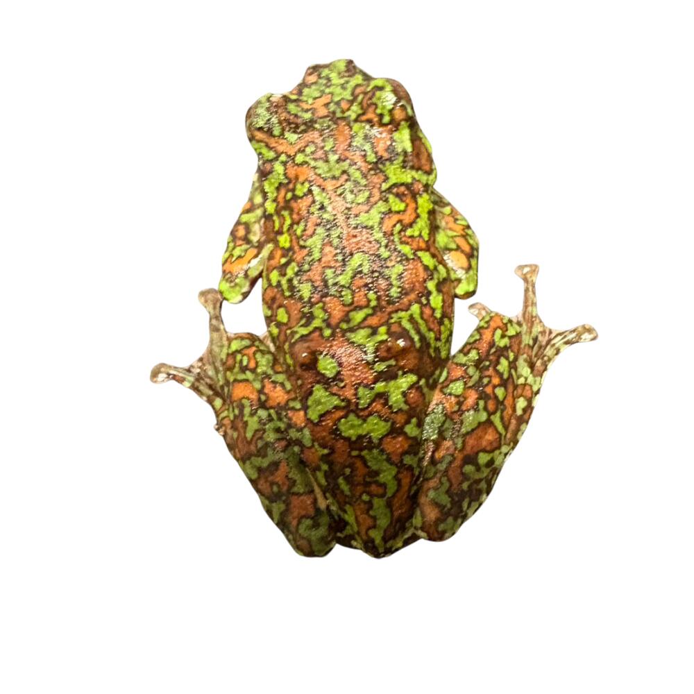 モリアオガエル 偽装