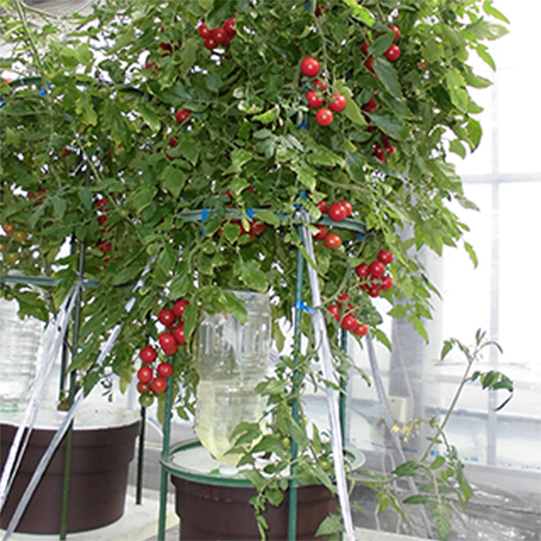 ハイポニカ 水耕栽培キット 家庭用 ミニトマト 栽培キット ホームハイポニカぷくぷく 種つき