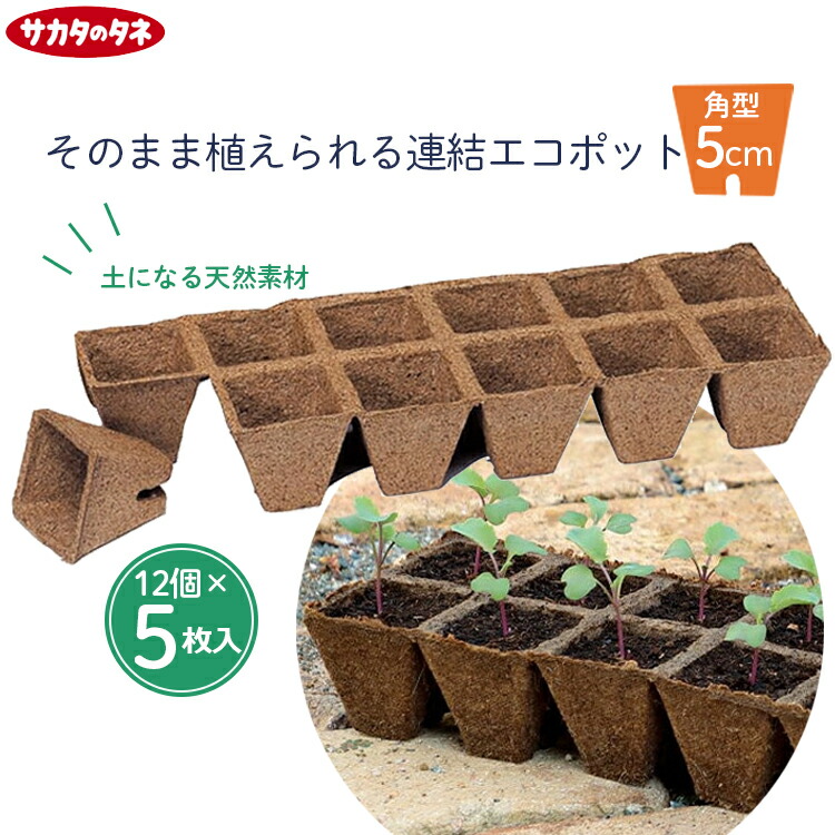 サマーポインセチア(ФωФ)ネコポス 抜き苗 50苗以上 サマーポインセチア