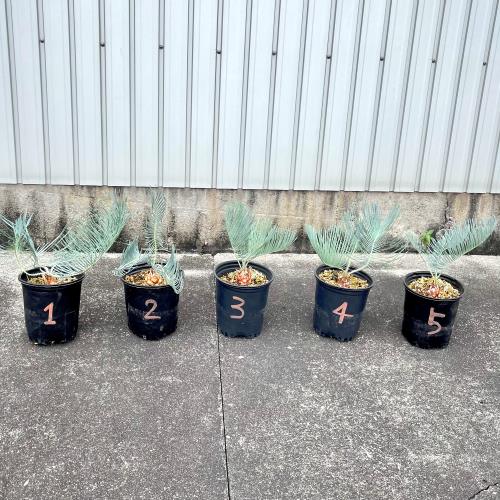 【希少】アデニア☆ステノダクチラ アデニア ステノダクチラ Adenia stenodactylaのショッピング