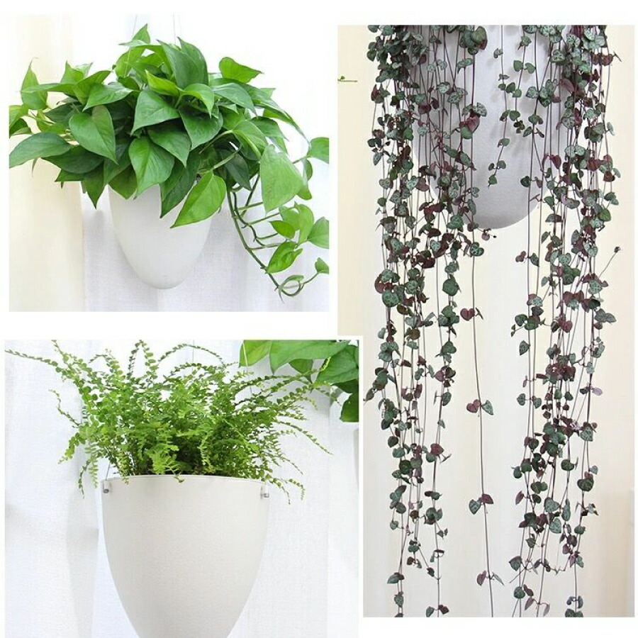 楽天市場 大還元クーポン 配布中 父の日 母の日 卵 オシャレ 壁掛け 吊り下げ モダン プランター ハンギングバスケット 観葉植物 インテリア 室内 屋外 おしゃれ 送料無料 Staraba