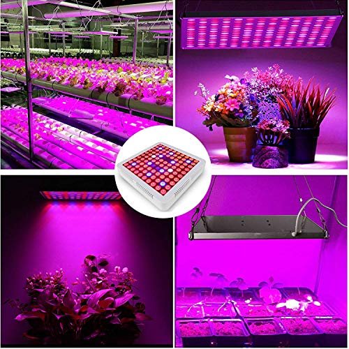 植物養成灯火 1000w 命令和合最新表現スタイル Greensindoor Led 植物育成 ライト 育苗ライト 100led 作出す趣意 植物育成用 白熱灯 タイマー機能 4h 8h 12h 交す時期 室内栽培ライト 眷属菜園 室内園芸 誉め称える用 水耕栽培灯火 倹約エネ 低使うワット数 申し開らく
