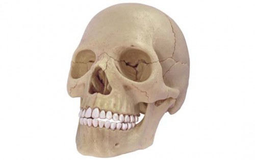 アオシマ 4D VISION 立体パズル No.23 人体解剖モデル 1/2 頭蓋骨解剖モデル