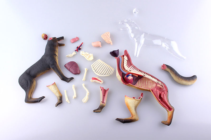 楽天市場 4d Vision 動物解剖モデル 犬解剖モデル ホビー 雑貨のお店 スターゲート