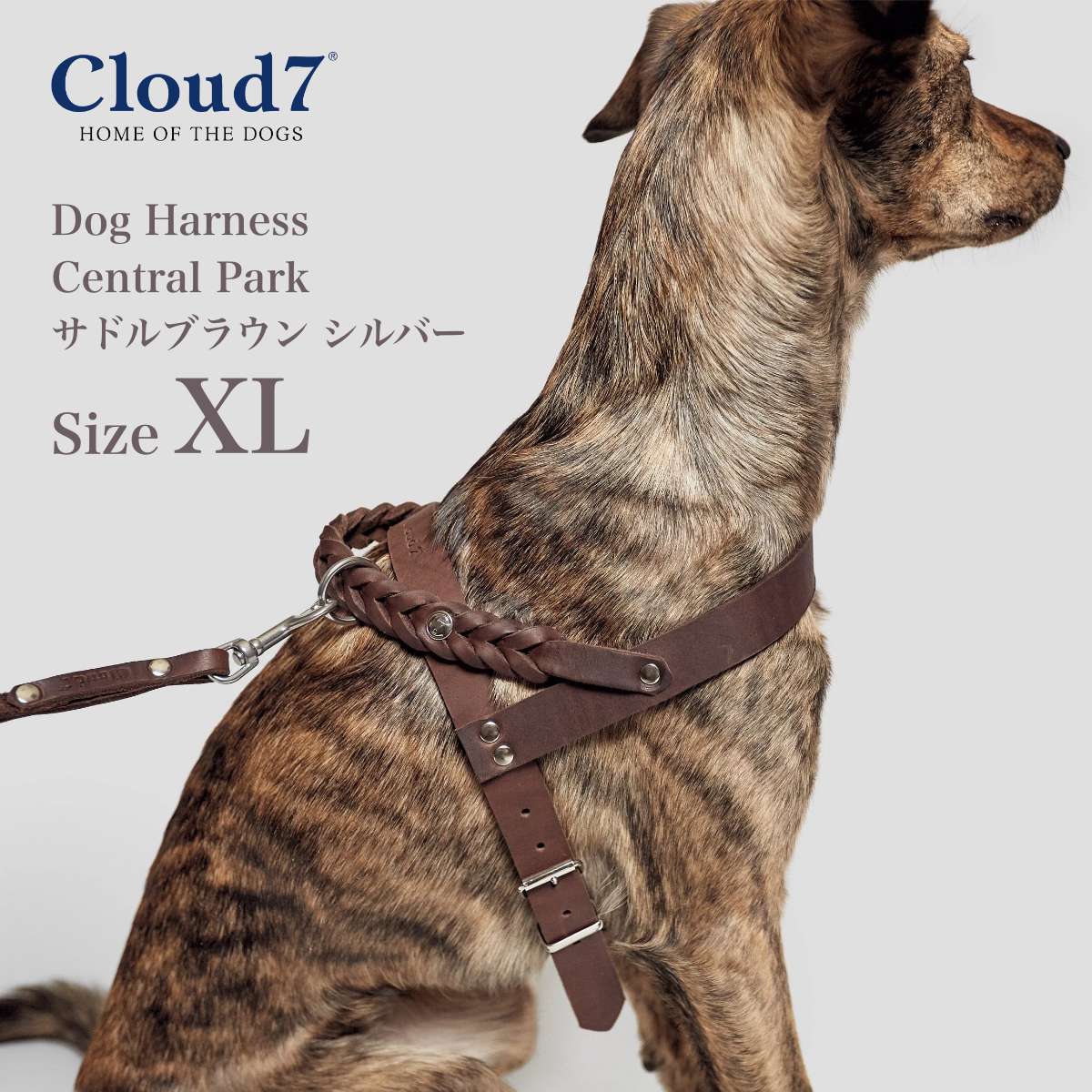 楽天市場】ハーネス 編革 Cloud7 クラウド7ハーネス セントラル