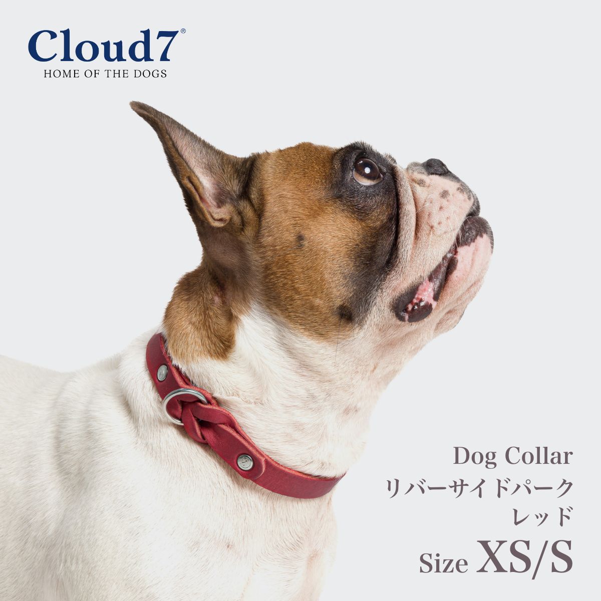 楽天市場】首輪 犬用 革 Cloud7 クラウド7 カラー ティーアガルテン