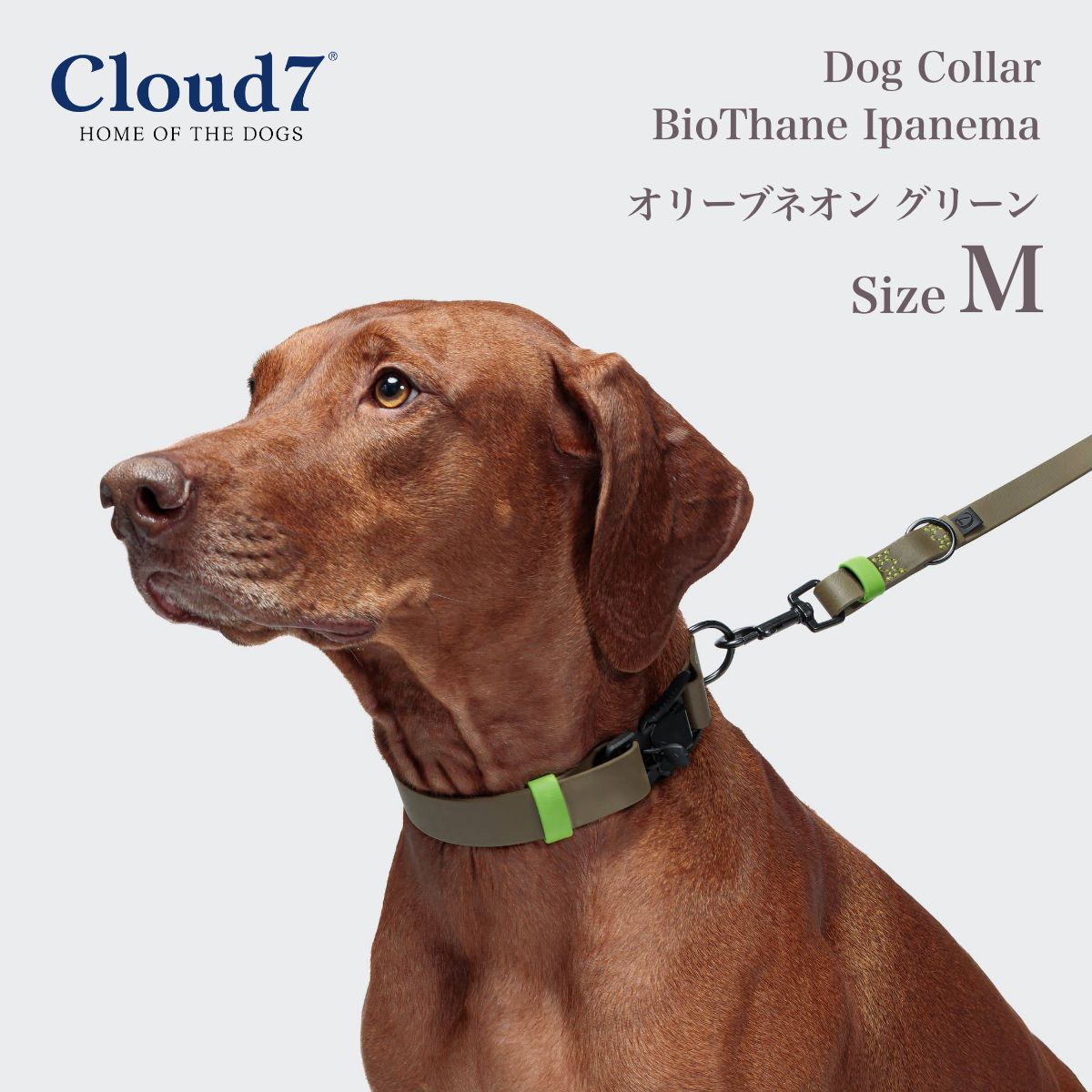 楽天市場】首輪 犬用 革 Cloud7 クラウド7 カラー ティーアガルテン 