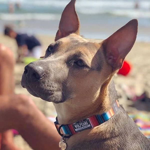 犬 首輪 ウルフギャング Wolfgang Lostart Collar L Size 首周り 45 66cm Wolfgang Man Beast アメリカンメイド ネコポス便対応 サイズ交換可能 チャームなし Lojascarrossel Com Br