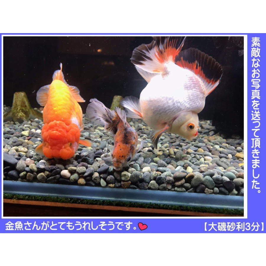 最大12 Offクーポン マラソン期間p10倍 アクアリウム 砂利 2分 大磯砂利 30cm45cm水槽用 ぴったりサイズ Toyama Nozai Co Jp