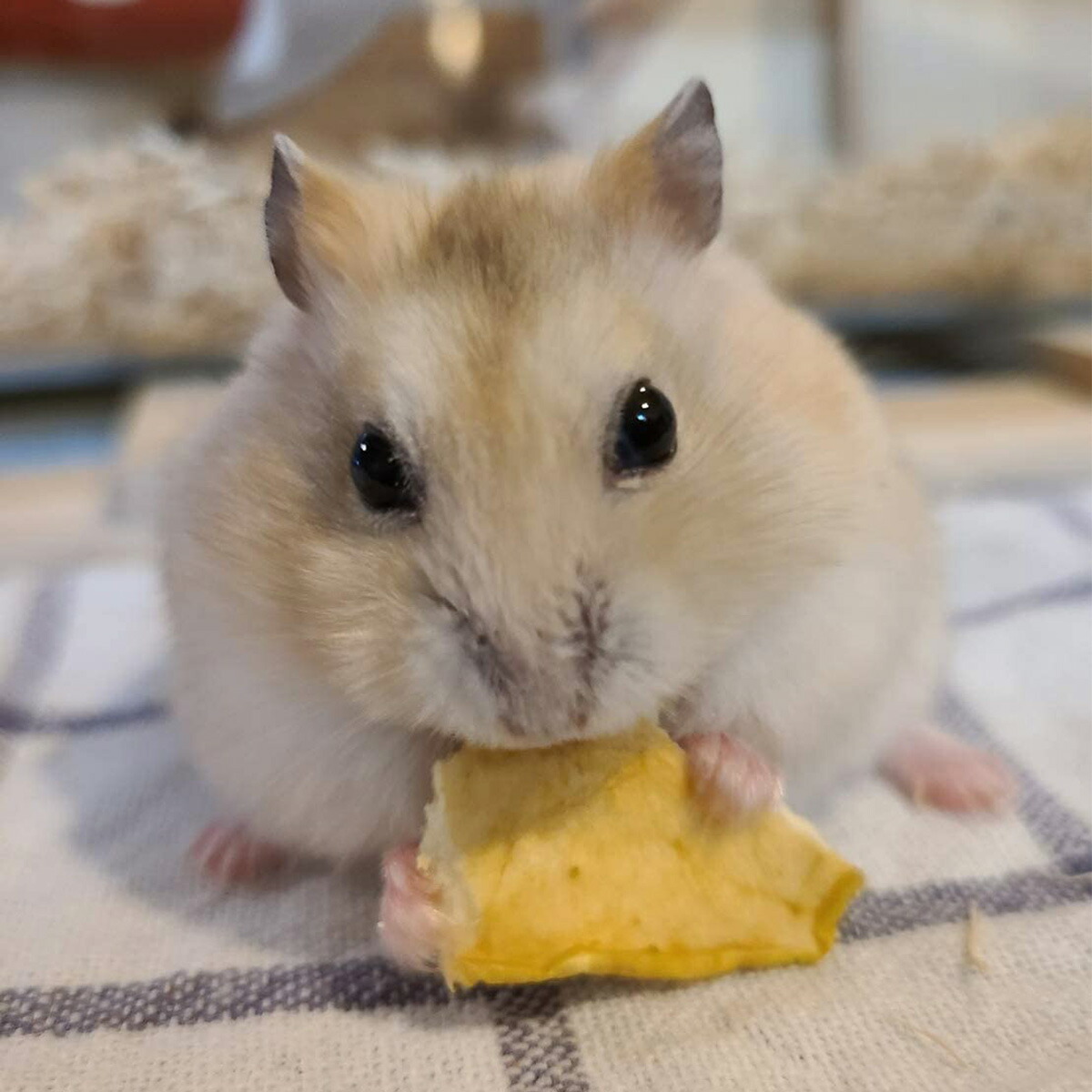 楽天市場 うさぎ ハムスター 小動物用 無添加 乾燥りんご 国産 青森産 60g ラビットフード モルモット デグー 乾燥ニンジン ウサギ フェレット ペット おやつ えさ Bayu Store