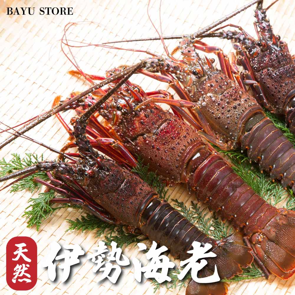 伊勢海老 訳あり お祝い 【千葉県 房総産】生食用 約450-500g (4～6尾)  濃厚な甘み 節分 伊勢海老 刺身 お刺身 エビ 海老 グラタン だし汁 冷凍 敬老の日 御歳暮 褒められる お正月 冷凍 ギフト 贈り物 お歳暮 送料無料 ※北海道・沖縄・離島を除く