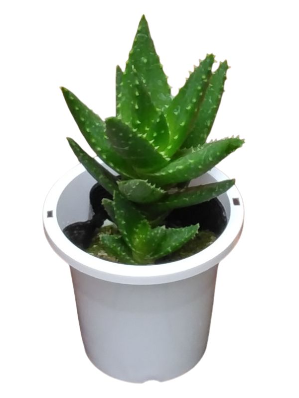 アロエ　メデューサ　11番 アロエ メデューサ 11番