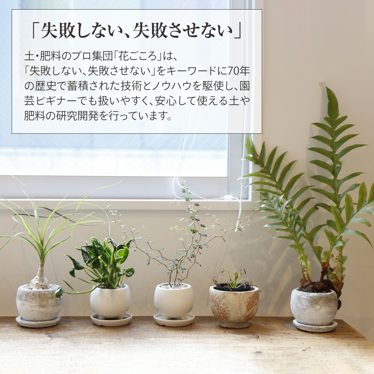 花ごころ 三つ星 室内観葉植物の土 ５Ｌ コバエも寄りにくい お一人様