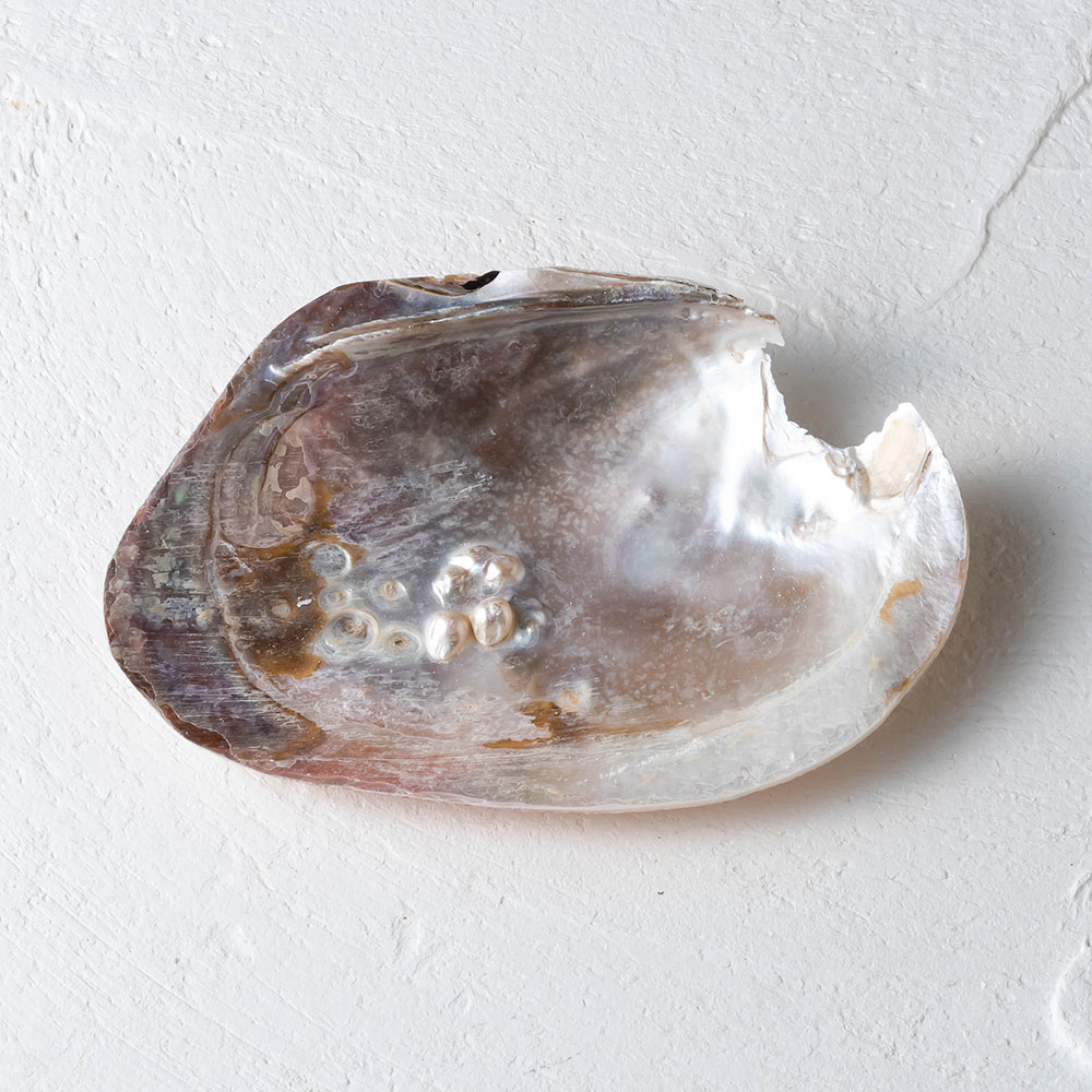 楽天市場】【池蝶貝/養殖/浄化皿/お買い得】シェル 皿 ケース キー