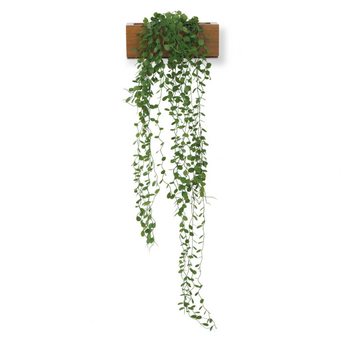 楽天市場】グリーンシダレガーランド オランダアイビー 1本夏の爽やか