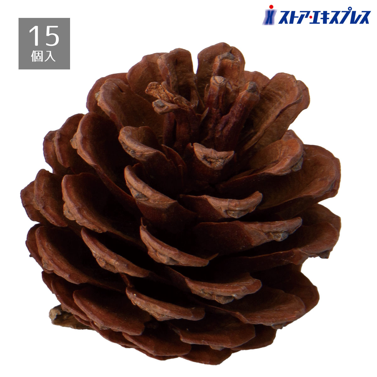 楽天市場】松ぼっくり 小型 Pinecone 強化プラスチック（FRP） アート