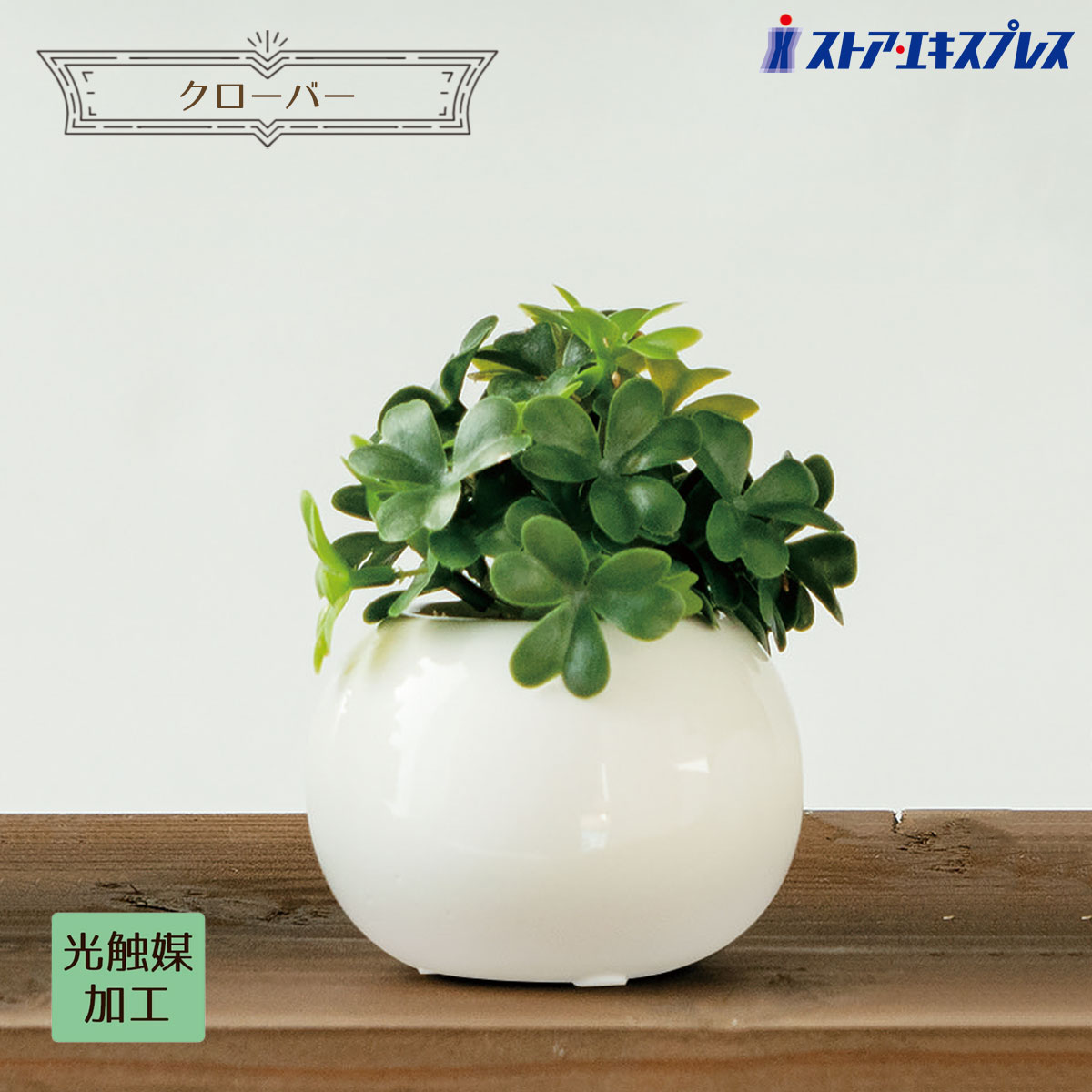 楽天市場】【光触媒加工】ラウンドポット ユーカリ 1個アクセント