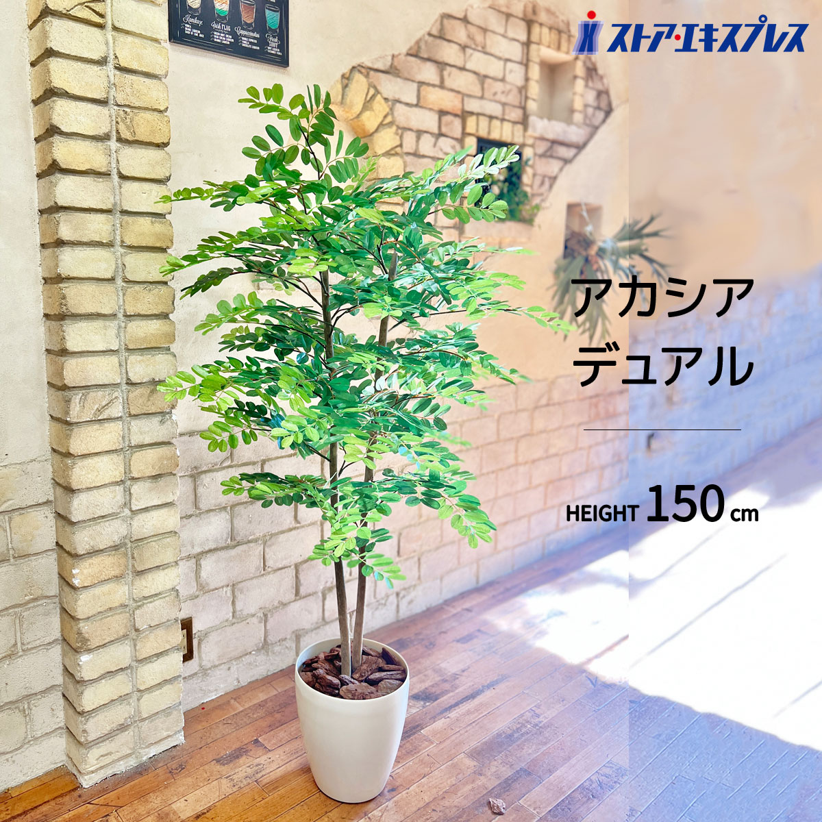引取限定★シェフレラ　9号　180cm　観葉植物　大型 引取限定☆シェフレラ 9号 180cm 観葉植物 大型