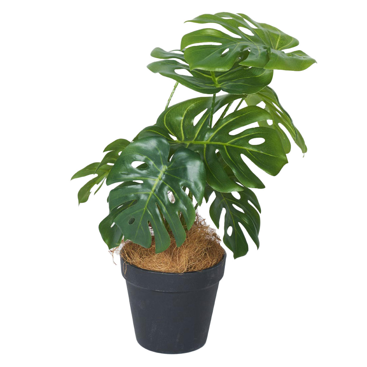 モンテスラ モンステラ 観葉植物 ホワイトセラアート鉢 送料無料 中型 大型
