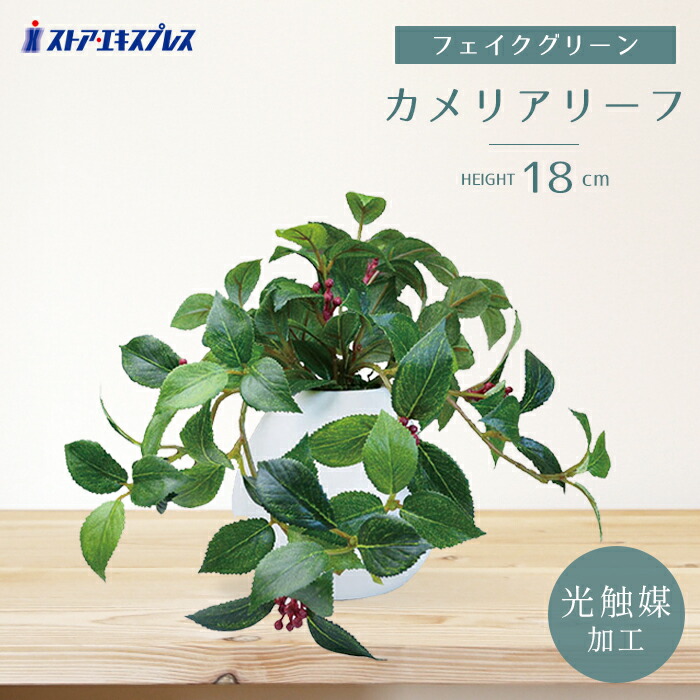 楽天市場】【光触媒加工】ラウンドポット ユーカリ 1個アクセント