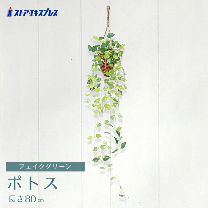 楽天市場】グリーンシダレガーランド オランダアイビー 1本夏の爽やか