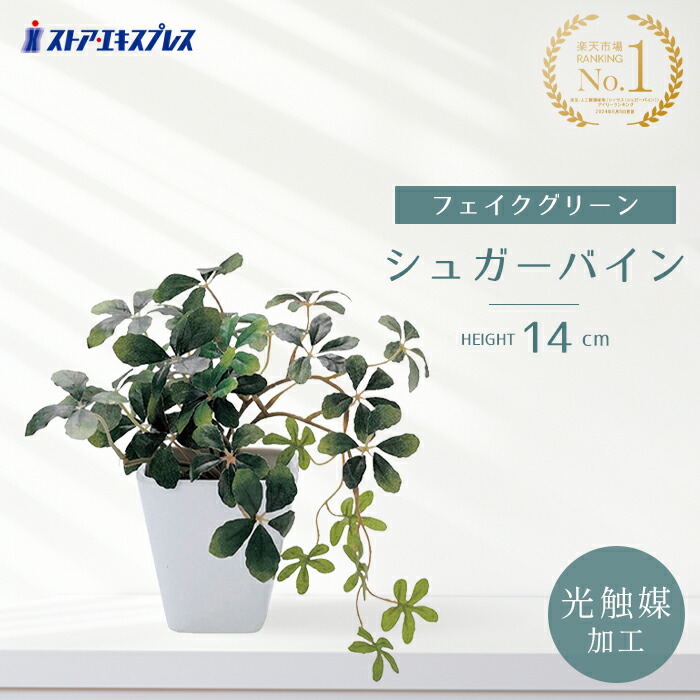 楽天市場】【光触媒加工】ラウンドポット ユーカリ 1個アクセント