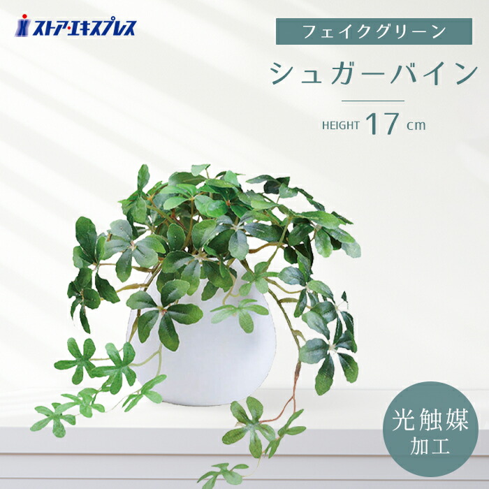 楽天市場】グリーンシダレガーランド オランダアイビー 1本夏の爽やか