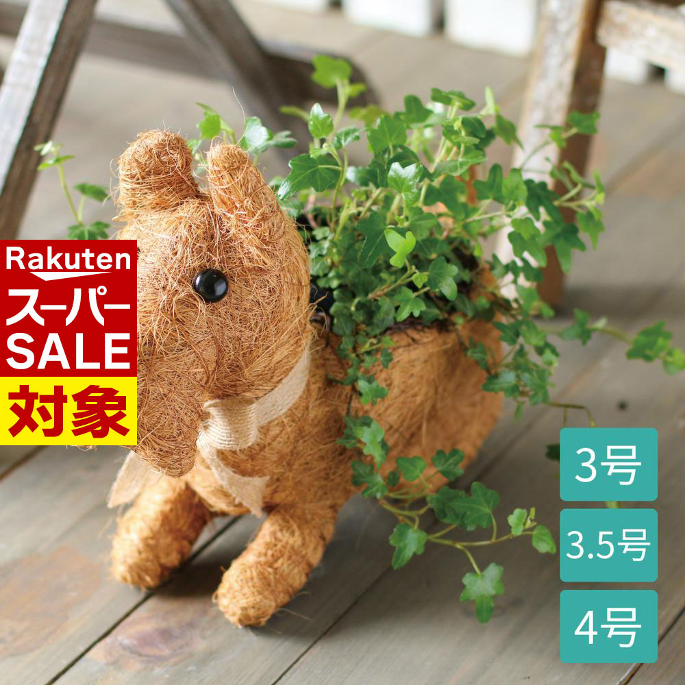 楽天市場】【 スーパーセール 】 犬の園芸ポット プードル 3号